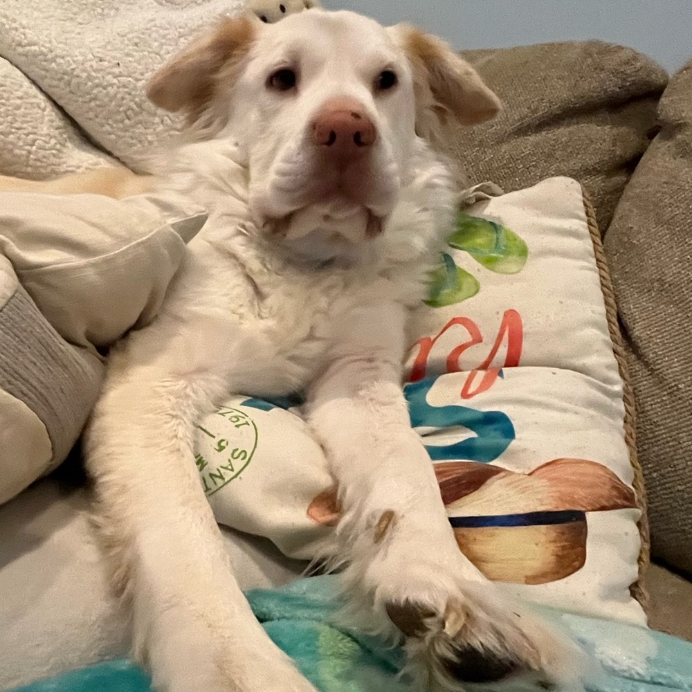 Meet your Posher, Morgan